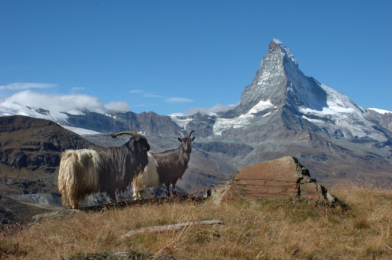 Zermatt animals