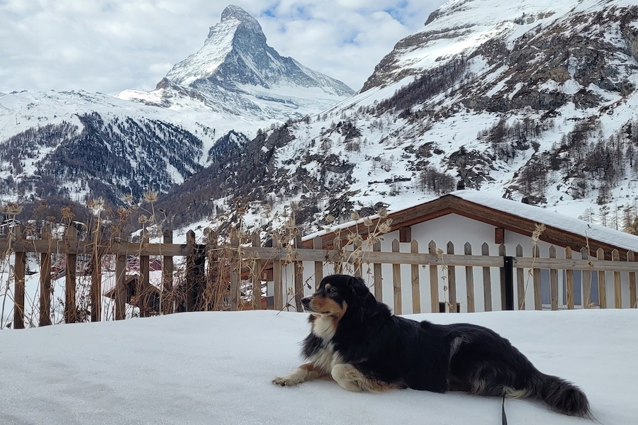 Hunde sind in Zermatt gerngesehene Gäste.