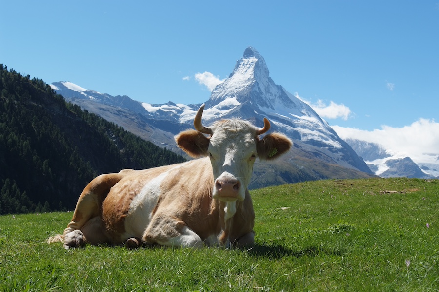 Cow and Matterhorn Zermatt