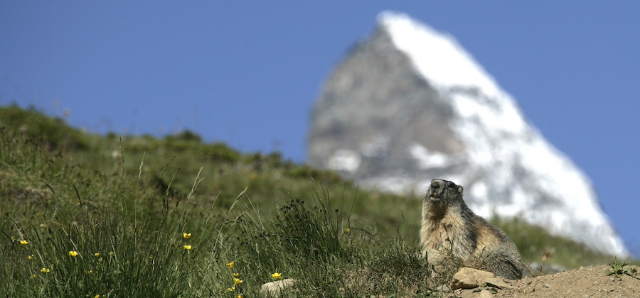 Murmeltiere in Zermatt